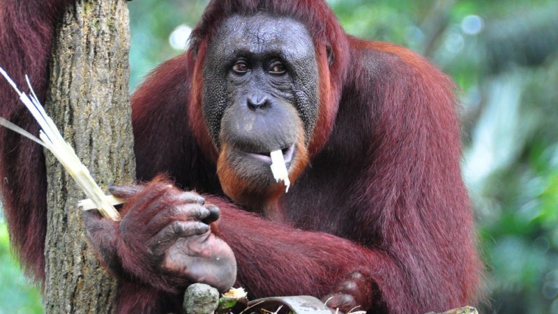San Diego Zoo Ape Habitat Live Cam