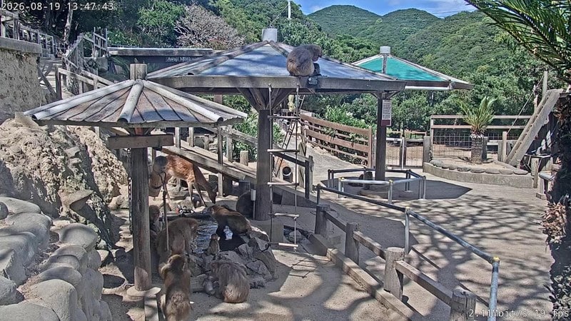 Live camera view of Awaji Island: Monkey Center