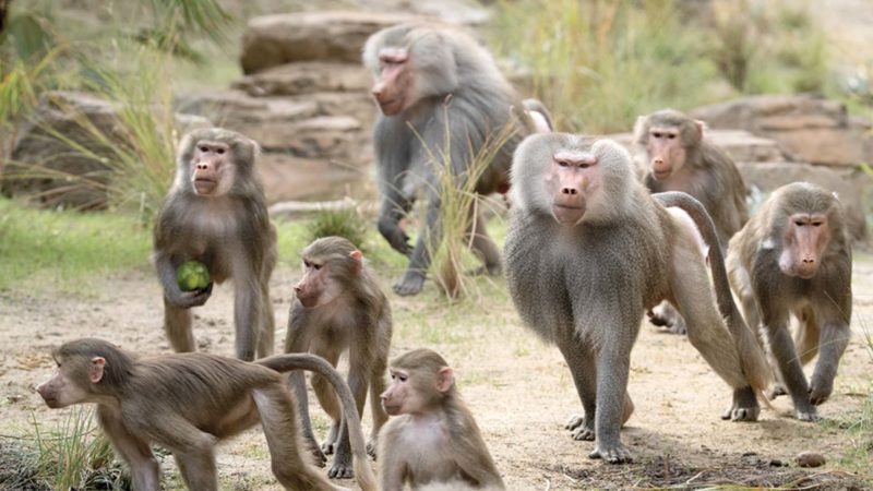 San Diego Zoo Baboon Habitat Live Cam