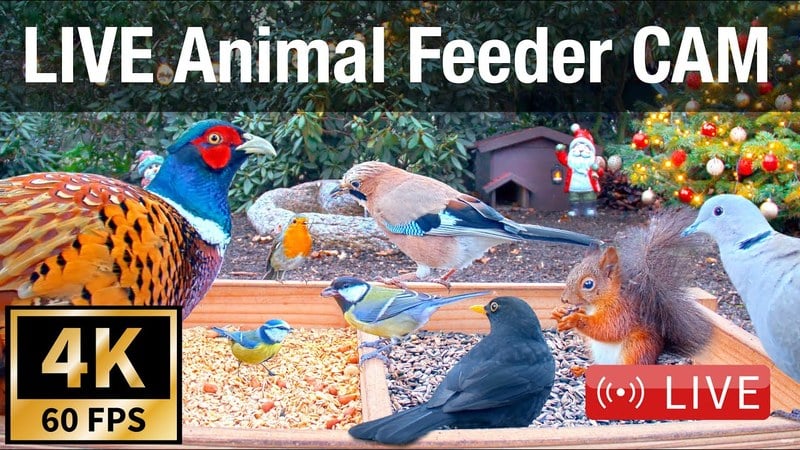 Live camera view of Bird Feeder, Recke