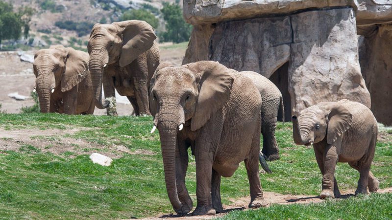 San Diego Zoo Elephant Habitat Live Cam