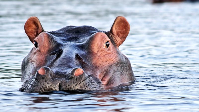 San Diego Zoo Hippo Habitat Live Cam
