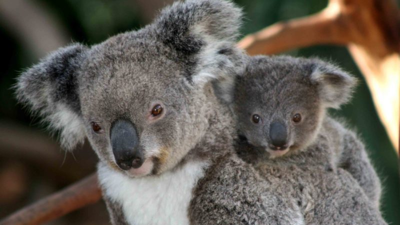 San Diego Zoo Koala Cam Live Cam