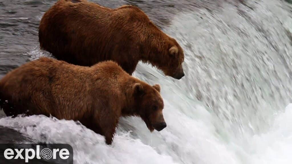 Brooks Falls Live Cam