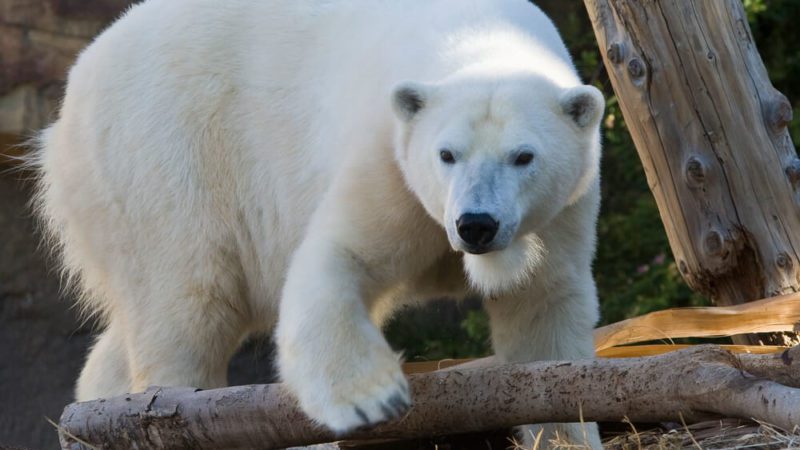 San Diego Zoo Polar Bear Plunge Live Cam