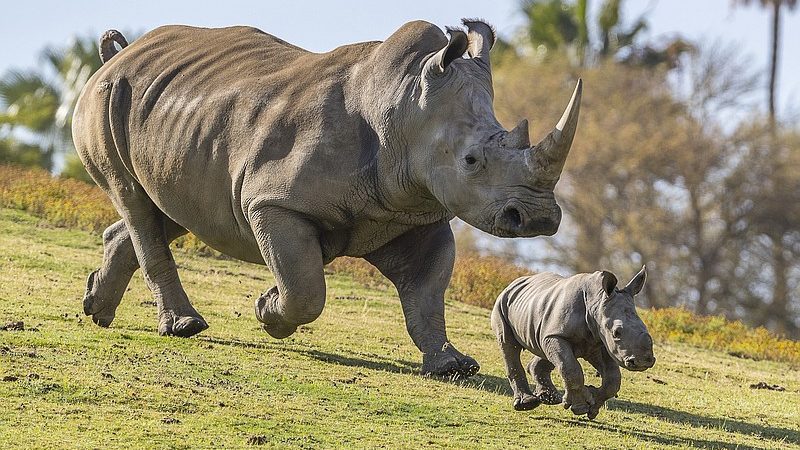 San Diego Zoo Rhino Habitat Live Cam