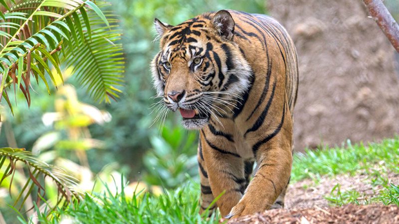 San Diego Zoo Tiger Habitat Live Cam