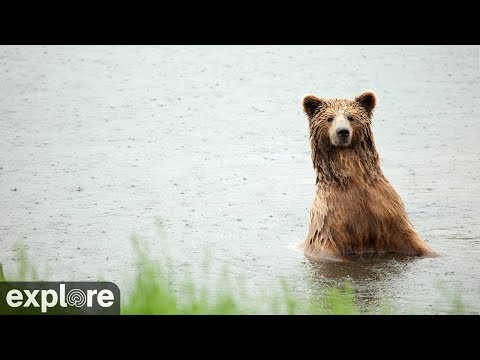 Brooks River Live Cam