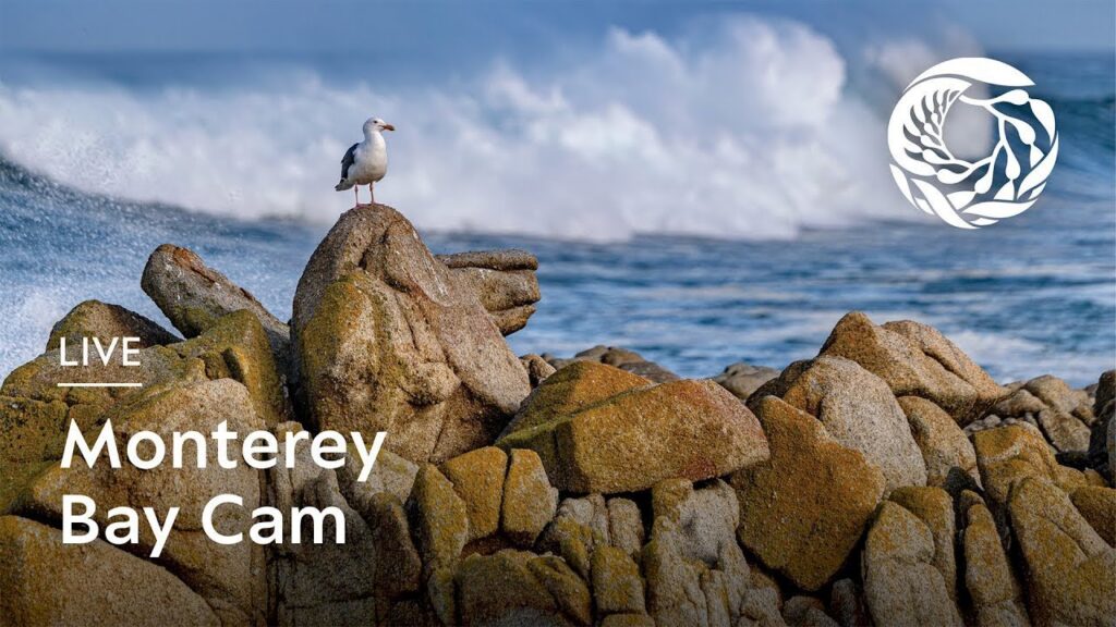 Monterey Bay Aquarium Live Cam