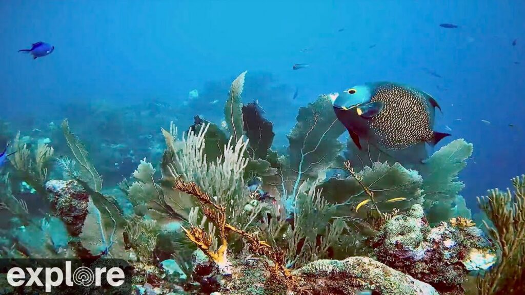 Utopia Village Reef Live Cam