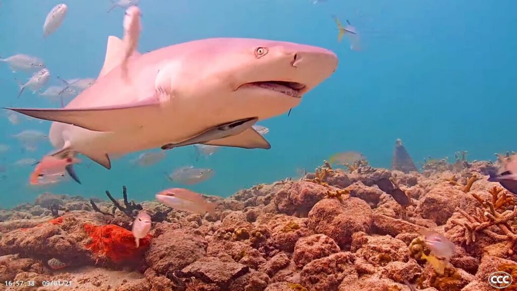 Coral City Camera Live Cam