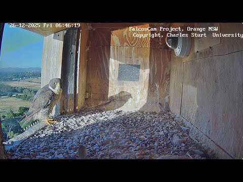 Charles Sturt University FalconCam Live Cam