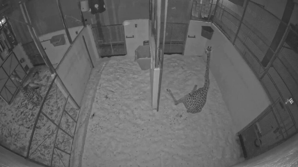 Cincinnati Zoo Giraffe Barn Live Cam