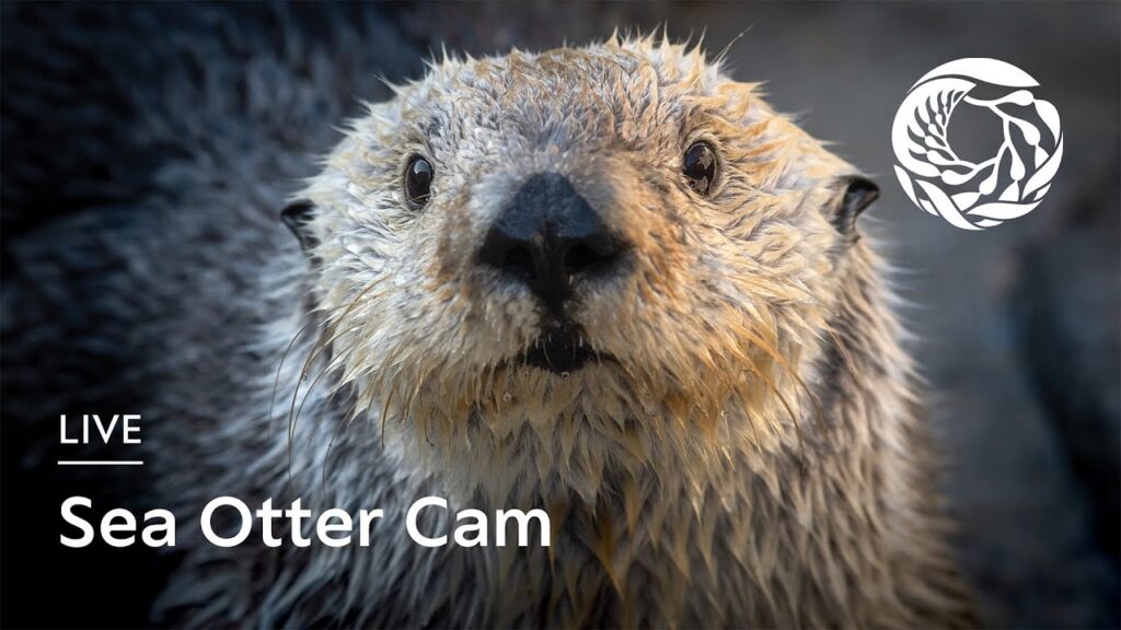 Monterey Bay Aquarium Live Cam