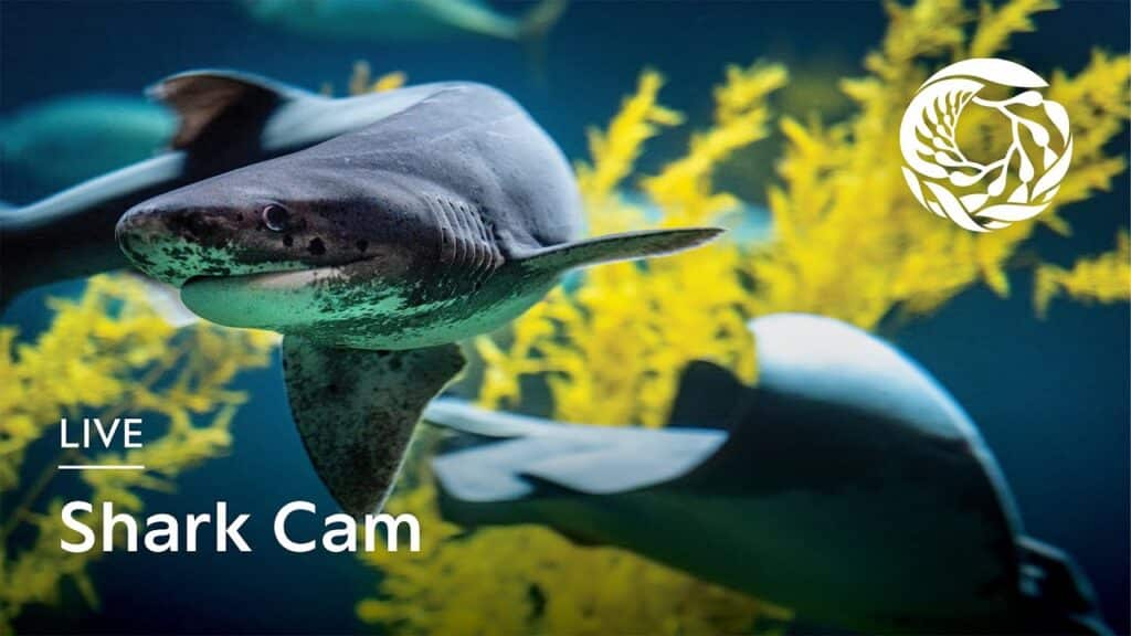 Monterey Bay Aquarium Sharks Live Cam