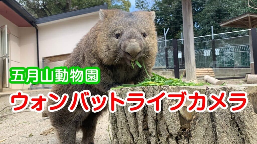 Satsukiyama Zoo Wombat Enclosure Live Cam