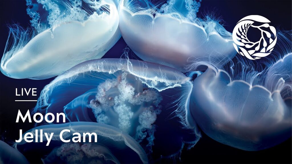 Moon Jelly Exhibit Live Cam